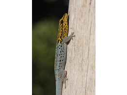 Lygodactylus picturatus Yellow headed Gecko CB Nakweek / Elevage S-M