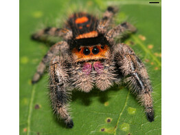 Phidippus regius  Jumping Spider Everglades Nakweek / Elevage S