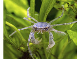 Limnopilos naiyanetri 1-1 5 - Micro Crab perm. aquatic