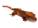 Correlophus ciliatus Crested Gecko Brindle Nakweek / Elevage S