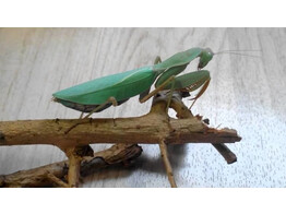 Sphodromantis lineola Green Praying Mantis Nakweek / Elevage S-M