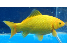 Carassius auratus yellow goldfish 5-6