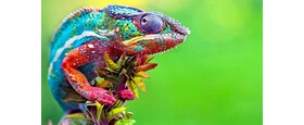 Reptiles  Amphibians   Insects