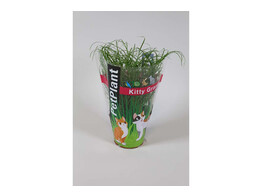 Kattengras - Herbe a chat - Cyperus tray per 12