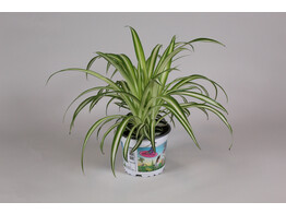 Graslelie - La plante araignee - Chlorophytum tray per 3
