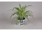 Graslelie - La plante araignee - Chlorophytum tray per 3