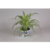 Graslelie - La plante araignee - Chlorophytum tray per 8