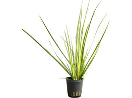 Acorus variegatus  wit/groen - blanc/vert   pot 