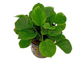 Anubias Bateri sp.  coin leaf   pot 