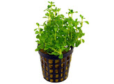 Bacopa lanigera  white/green   pot 