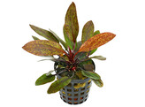 Echinodorus harbig red  pot 