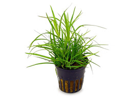 Juncus Repens  pot 