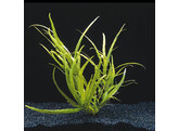 Hygrophila pantanal  wavy    lood / plomb 