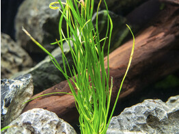 Lilaeopsis novae-zelandiae  Syn  L. brasiliensis    lood / plomb 