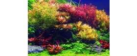 Plantes d aquarium