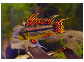 APISTOGRAMMA CACATUOIDES DOUBLE RED XL