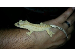 Correlophus ciliatus Crested Gecko Brindle Dalmation Nakweek / Elevage S