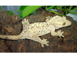 Correlophus ciliatus Crested Gecko Flower   Dalmation Nakweek / Elevage M