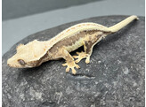 Correlophus ciliatus Crested Gecko Lilly White Nakweek / Elevage S-M