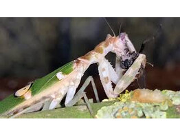 Creobroter sp. Yunnan Michel vL Mantis Nakweek / Elevage S