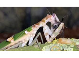 Creobroter sp. Yunnan Michel vL Mantis Nakweek / Elevage S