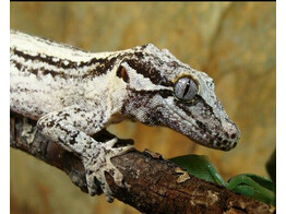 Rhacodactylus auriculatus Gargoyle Gecko XL Nakweek / Elevage XL
