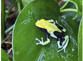 Dendrobates tinctorius Dartfrog Yellow Back Nakweek / Elevage S-M
