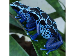 Dendrobates tinctorius Dartfrog Sipaliwini Blue Nakweek / Elevage S-M