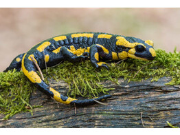 Salamandra salamandra Fire Salamander Nakweek / Elevage M