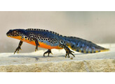 Ichtyosaura alpestris  Alpine Newt Nakweek / Elevage M