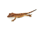 Correlophus ciliatus Crested Gecko Brindle  Nakweek / Elevage M