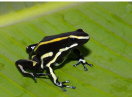 Dendrobates truncatus Yellow striped Dart Frog Nakweek / Elevage S-M