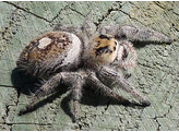 Phidippus regius  Jumping Spider North Florida Nakweek / Elevage M