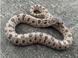 Heterodon nasicus Hognose Snake Arctic Conda Nakweek / Elevage S