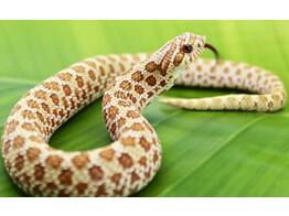Heterodon nasicus Hognose Snake Toffee Belly Nakweek / Elevage S