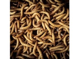 Diepvries meelwormen / Vers de farine congele par L