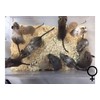 Degoe vrouw kleurmix  /  Octodon femelle mix couleurs