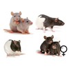 Tamme rat kleurmix vrouw / Rat apprivoisee mix couleurs femelle