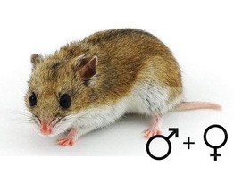 Chinese hamster beide geslachten  /  Hamster chinois deux sexes