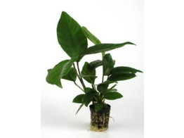 Anubias heterophylla pot 5 cm