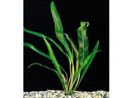 Aponogeton henkelianus pot 5 cm
