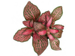 Fittonia forrest flame lood / plomb