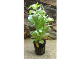 Gymnocoronis variegatus lood / plomb