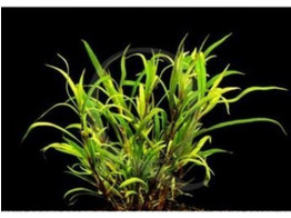 Hygrophila salicifolia lood / plomb
