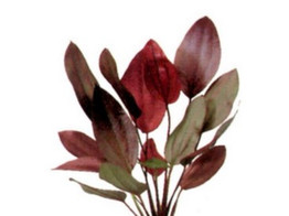 Echinodorus red flame pot 9 cm