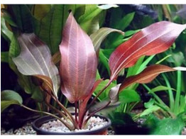 Echinodorus regine hildebrandt pot 9 cm