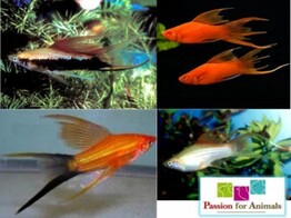 Xiphophorus helleri  xipho Hi fin Lyretail assorted  L