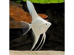 Pterophyllum scalare platinum M