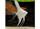 Pterophyllum scalare platinum M