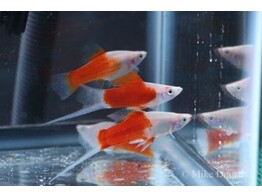 Xiphophorus helleri Xipho Bicolor Koi L